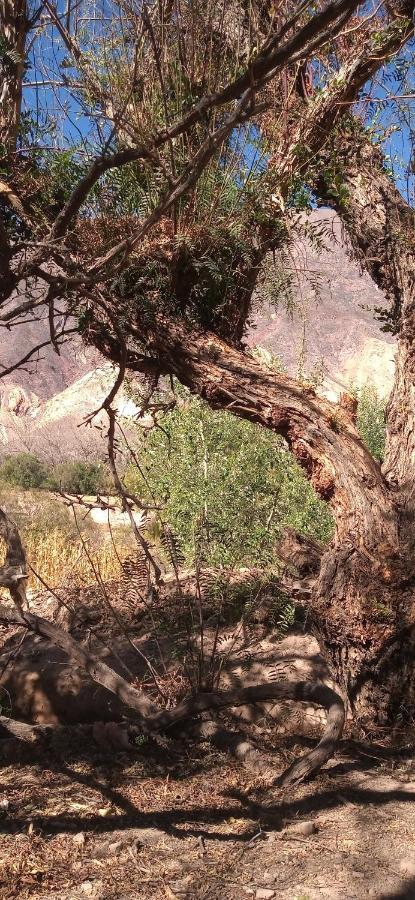 Dormir Con Llamas Maimará エクステリア 写真