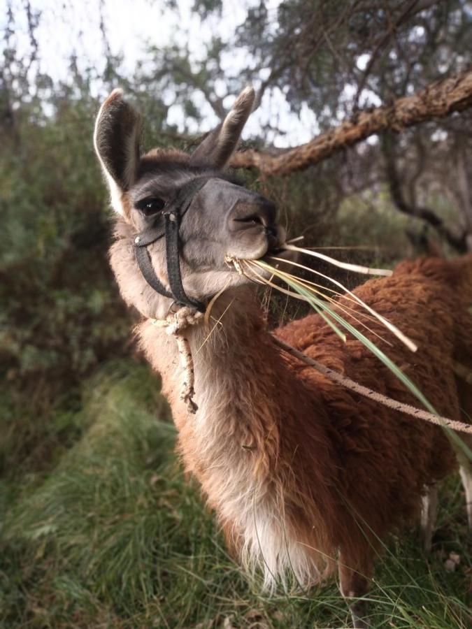 Dormir Con Llamas Maimará エクステリア 写真