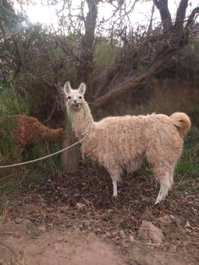Dormir Con Llamas Maimará エクステリア 写真