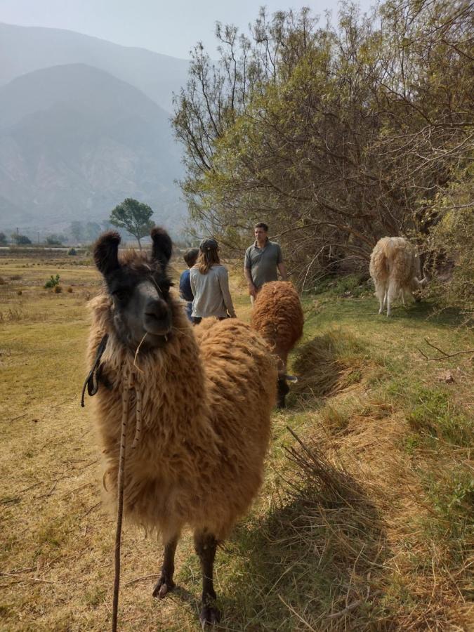 Dormir Con Llamas Maimará エクステリア 写真