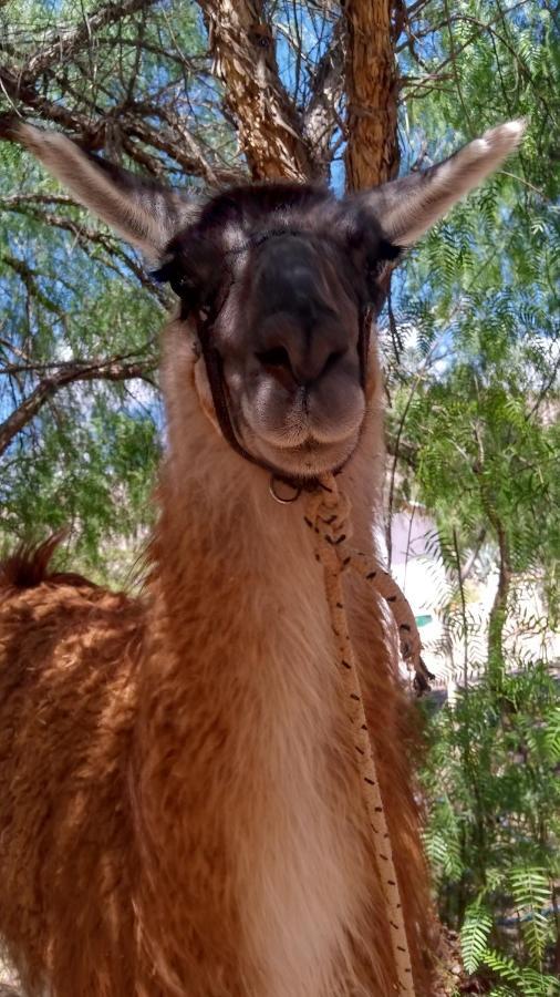 Dormir Con Llamas Maimará エクステリア 写真