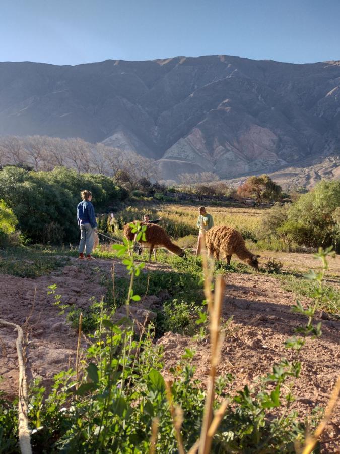 Dormir Con Llamas Maimará エクステリア 写真